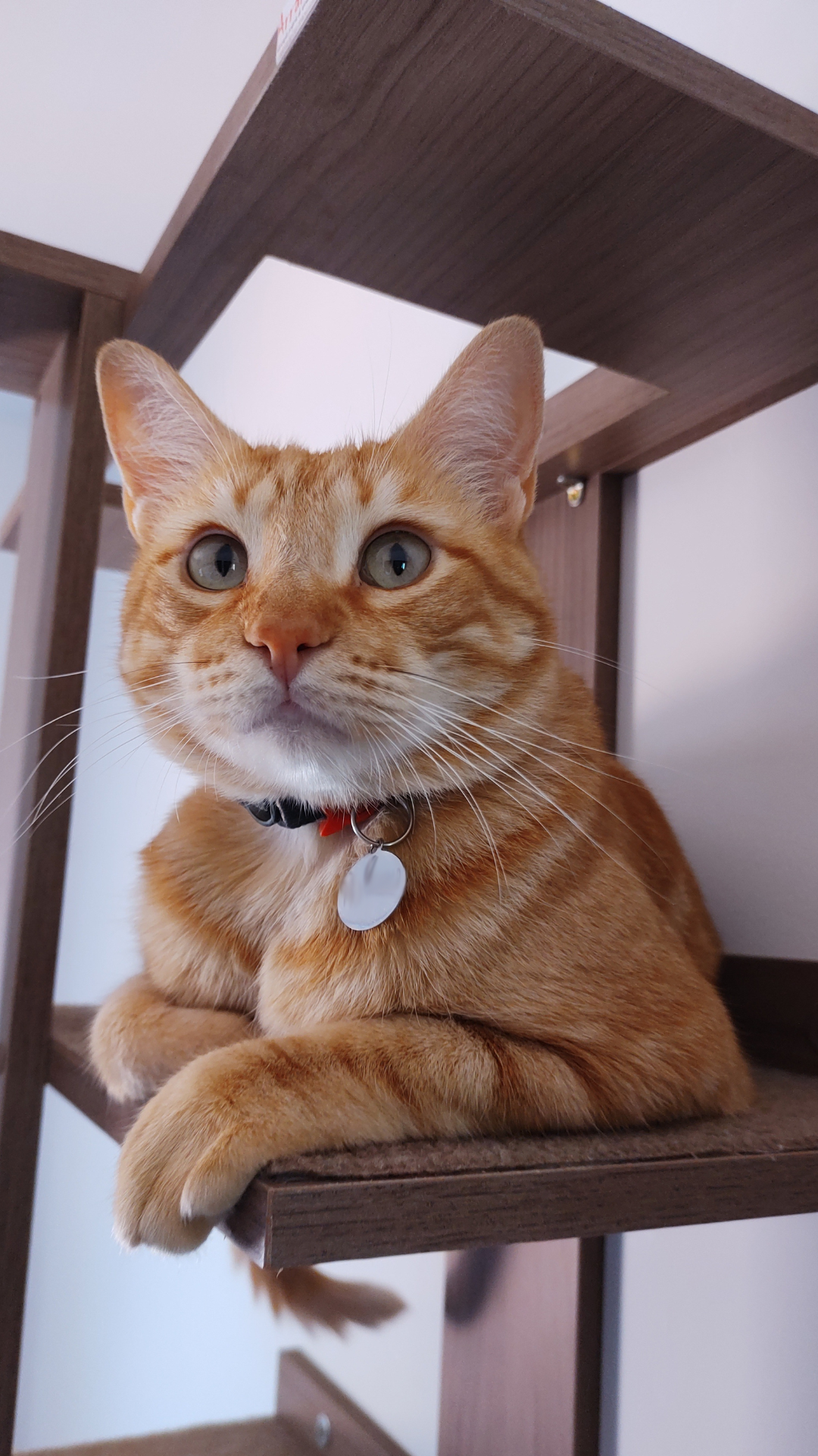 foto do gato laranja chamado milus